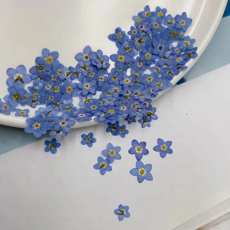 Dried Flower Bookmark - 100 buah ditekan kering Mini biru