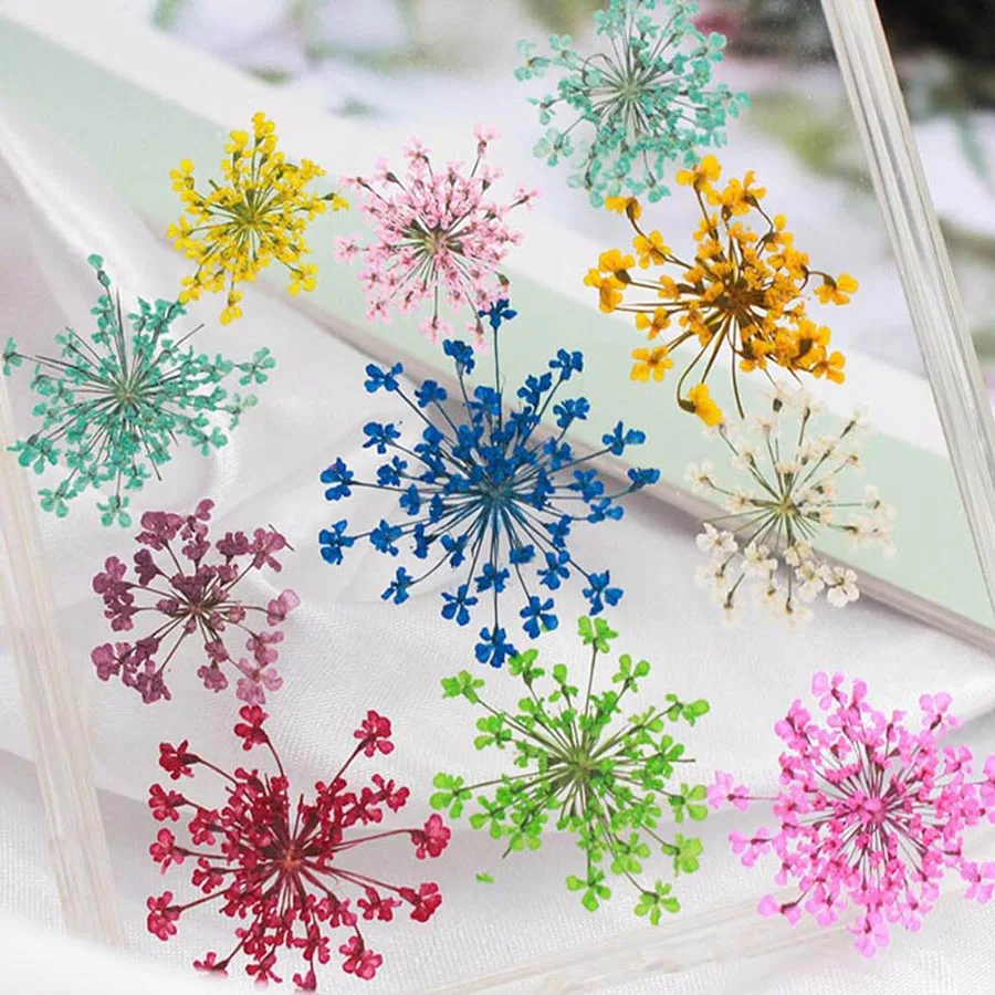 Dried Flower Bookmark - 60 Buah Ditekan Kering 20-25Mm Ammi