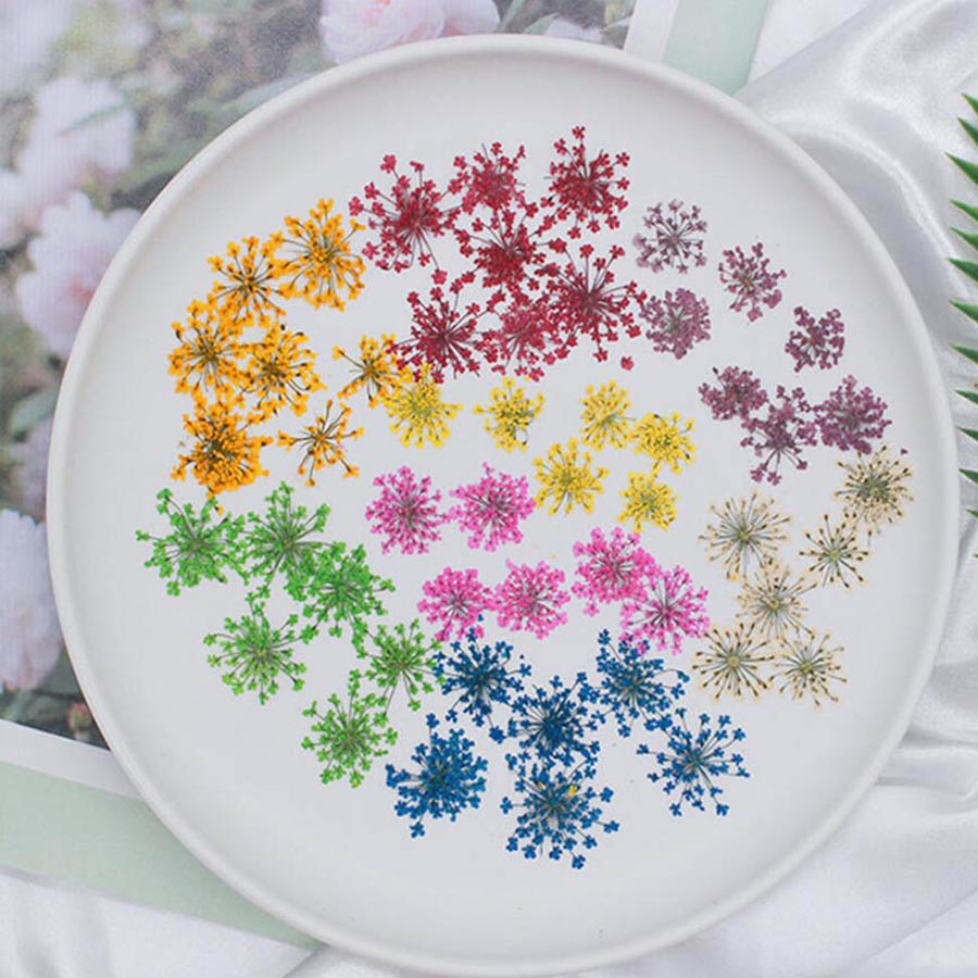 Dried Flower Bookmark - 60 Buah Ditekan Kering 15-20Mm Ammi