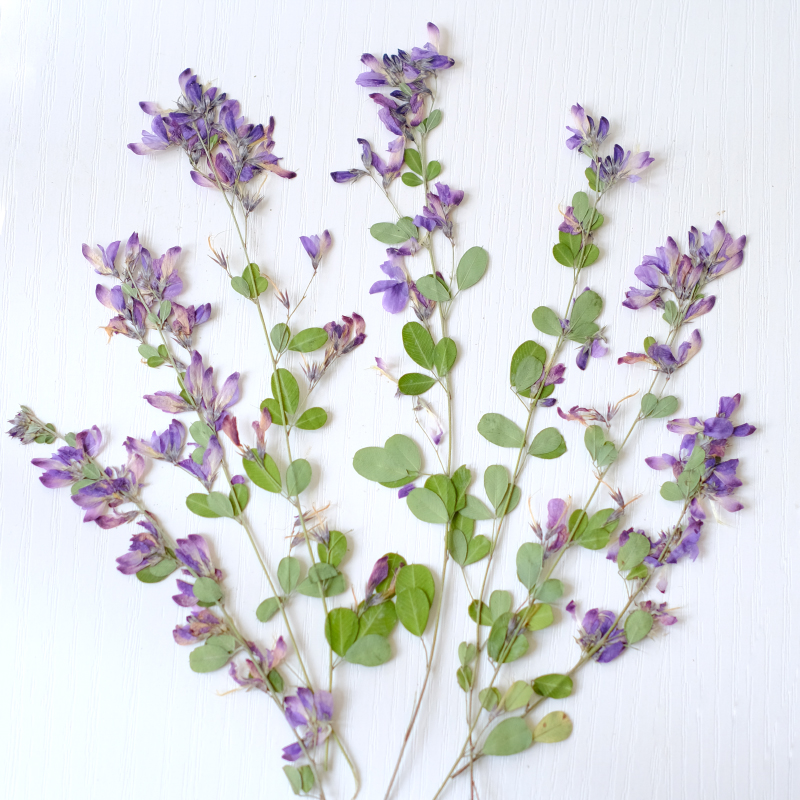 6 Buah, Bunga Kering Lespedeza - Dried Flower Bookmark ulasan dan harga