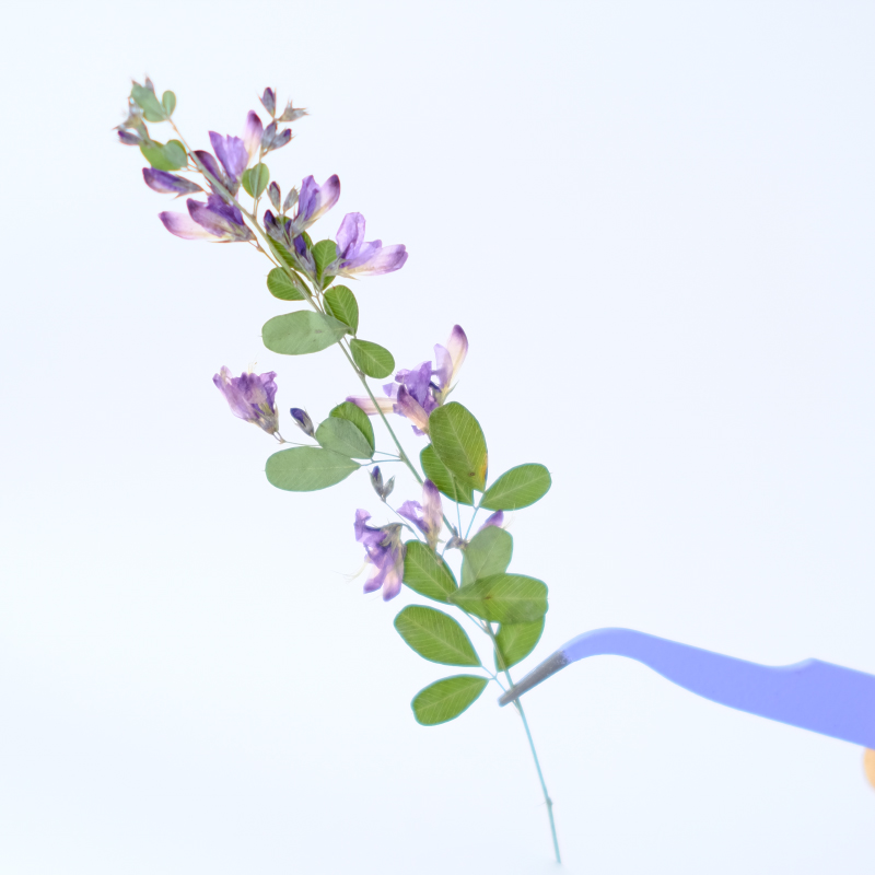 6 Buah, Bunga Kering Lespedeza - Dried Flower Bookmark ulasan dan harga
