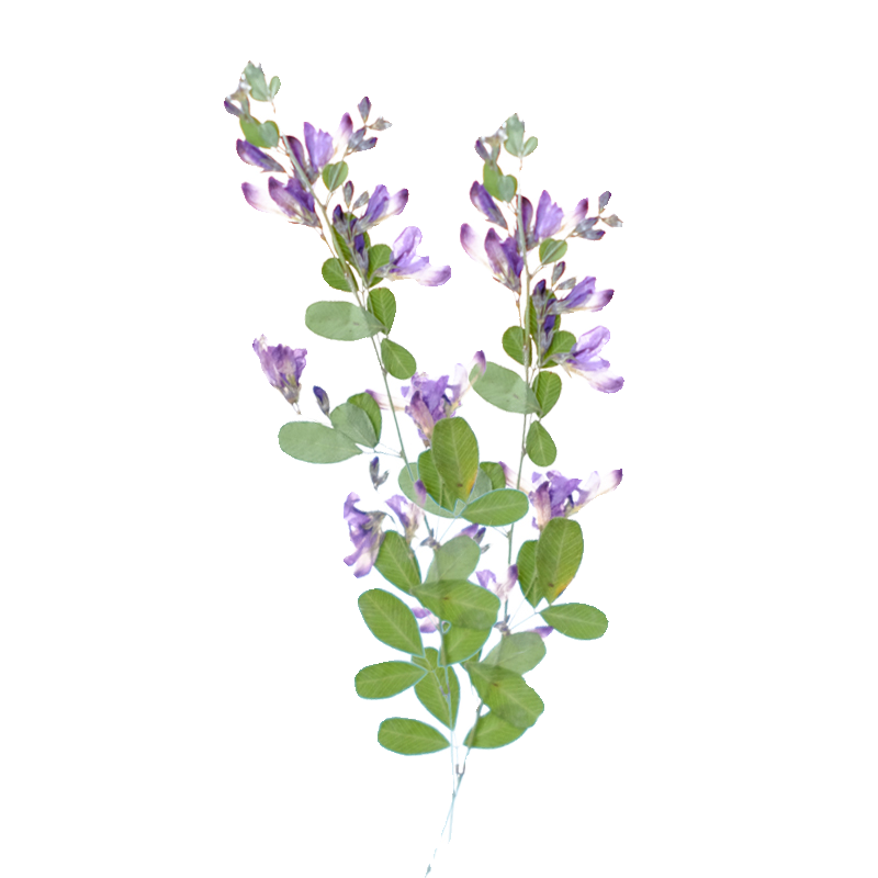 6 Buah, Bunga Kering Lespedeza - Dried Flower Bookmark ulasan dan harga