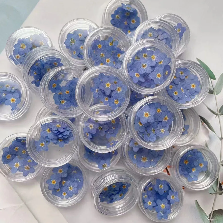 100 buah ditekan kering Mini b - Dried Flower Bookmark ulasan dan harga
