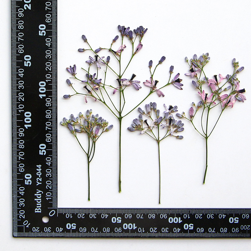 120pcs Bunga Melia Azedarach K - Dried Flower Bookmark ulasan dan harga