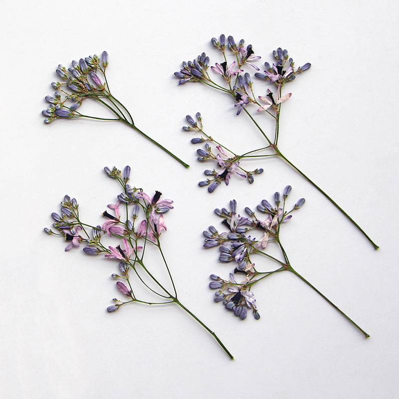 120pcs Bunga Melia Azedarach K - Dried Flower Bookmark ulasan dan harga