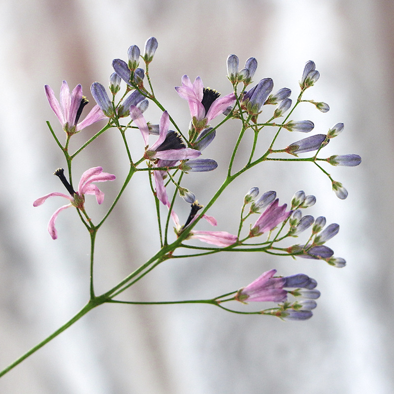 120pcs Bunga Melia Azedarach K - Dried Flower Bookmark ulasan dan harga
