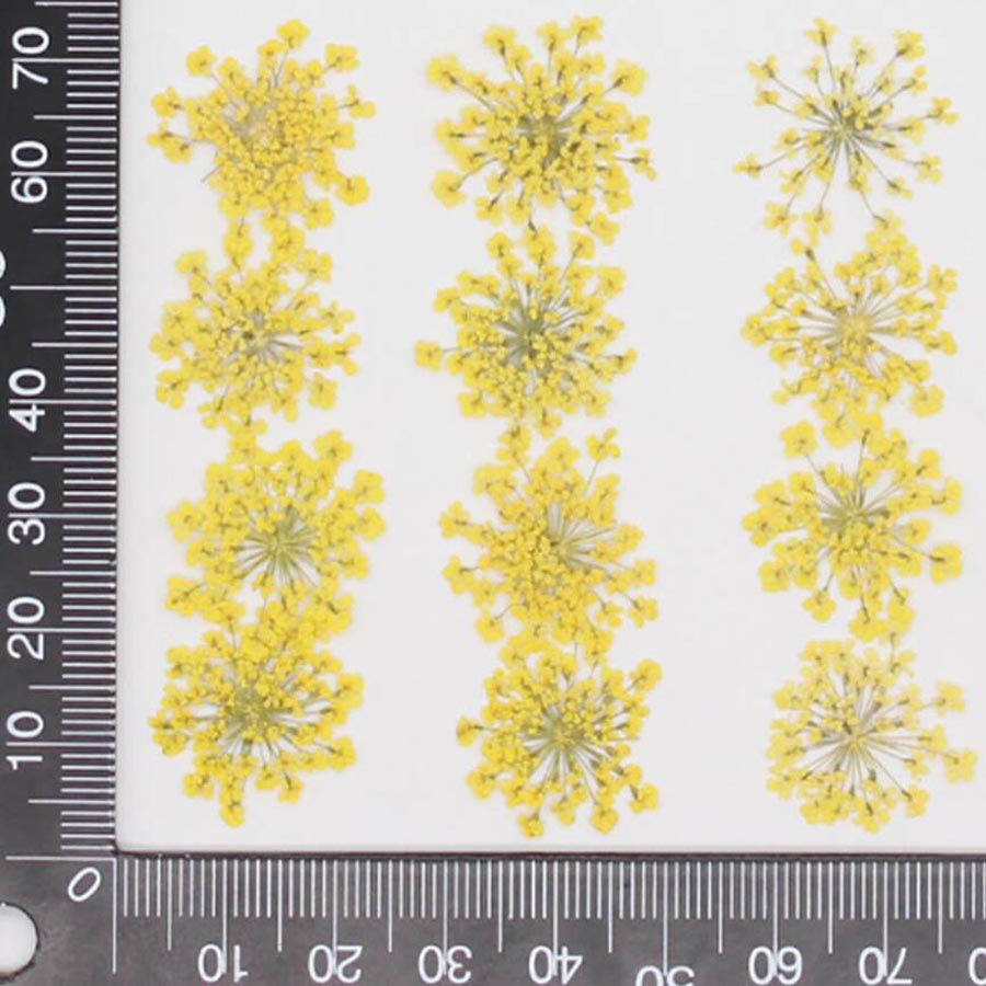60 Buah Ditekan Kering 15-20Mm - Dried Flower Bookmark ulasan dan harga