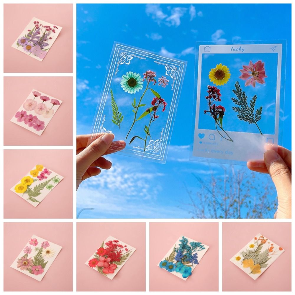 Bahan DIY Pembuat Penanda Buku - Dried Flower Bookmark ulasan dan harga