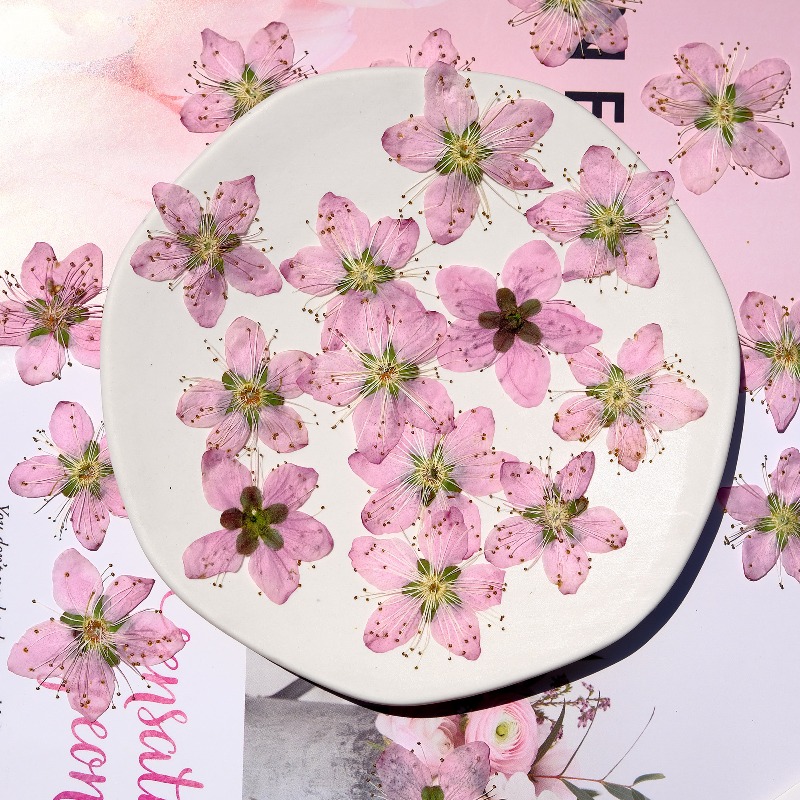 3-4cm./6pcs, Bunga Persik Keri - Dried Flower Bookmark ulasan dan harga