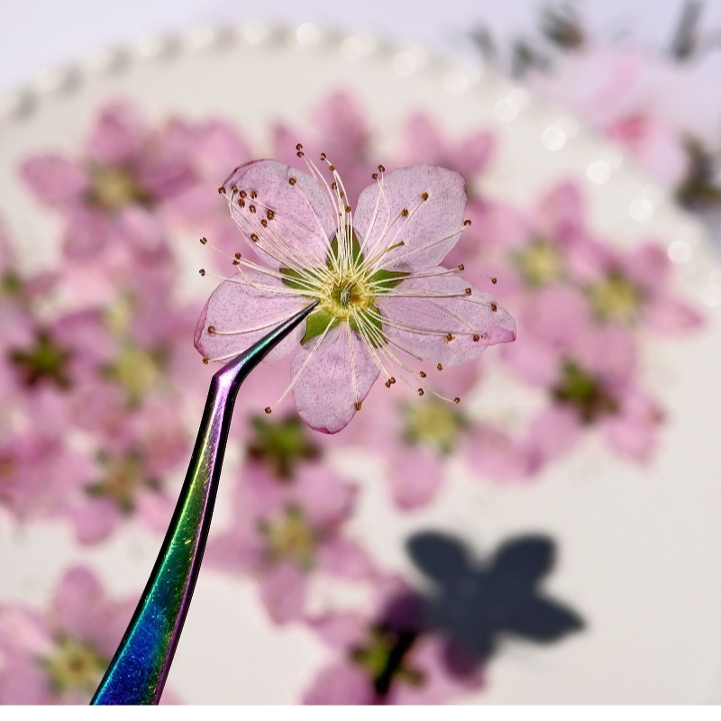3-4cm./6pcs, Bunga Persik Keri - Dried Flower Bookmark ulasan dan harga