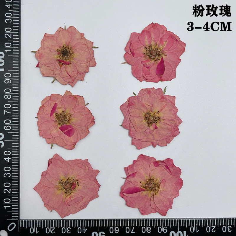 60pcs Pressed Dried Red Yellow - Dried Flower Bookmark ulasan dan harga