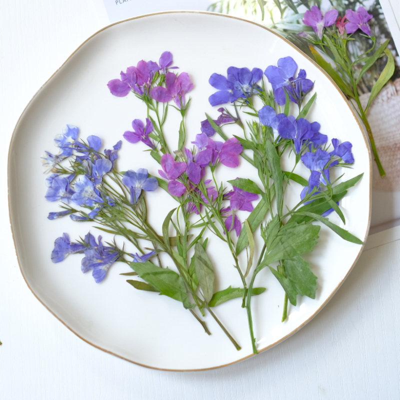 6 Buah/8-13Cm, Bunga Lobelia E - Dried Flower Bookmark ulasan dan harga