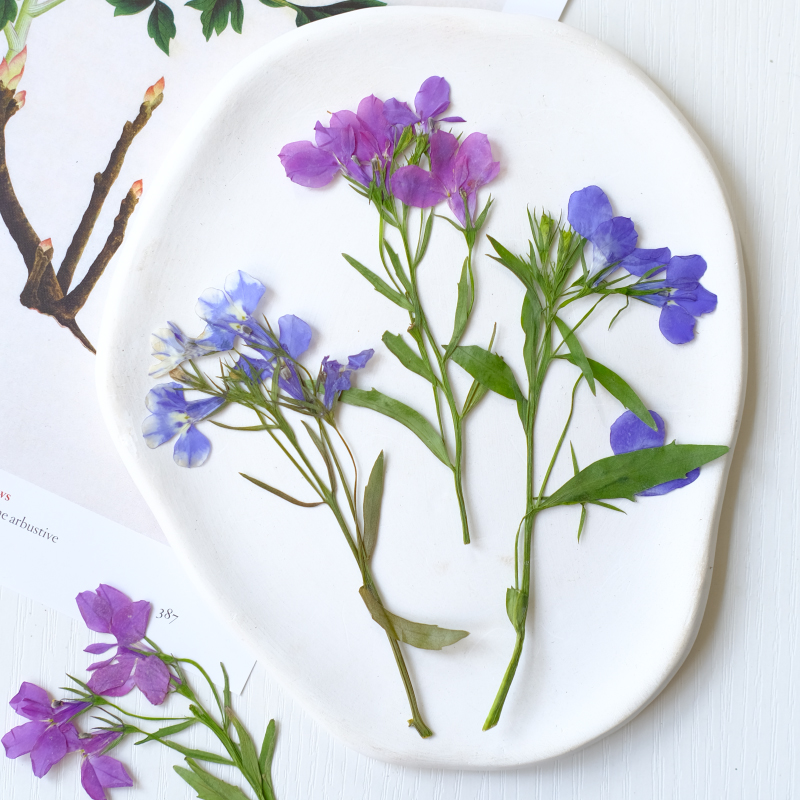 6 Buah/8-13Cm, Bunga Lobelia E - Dried Flower Bookmark ulasan dan harga