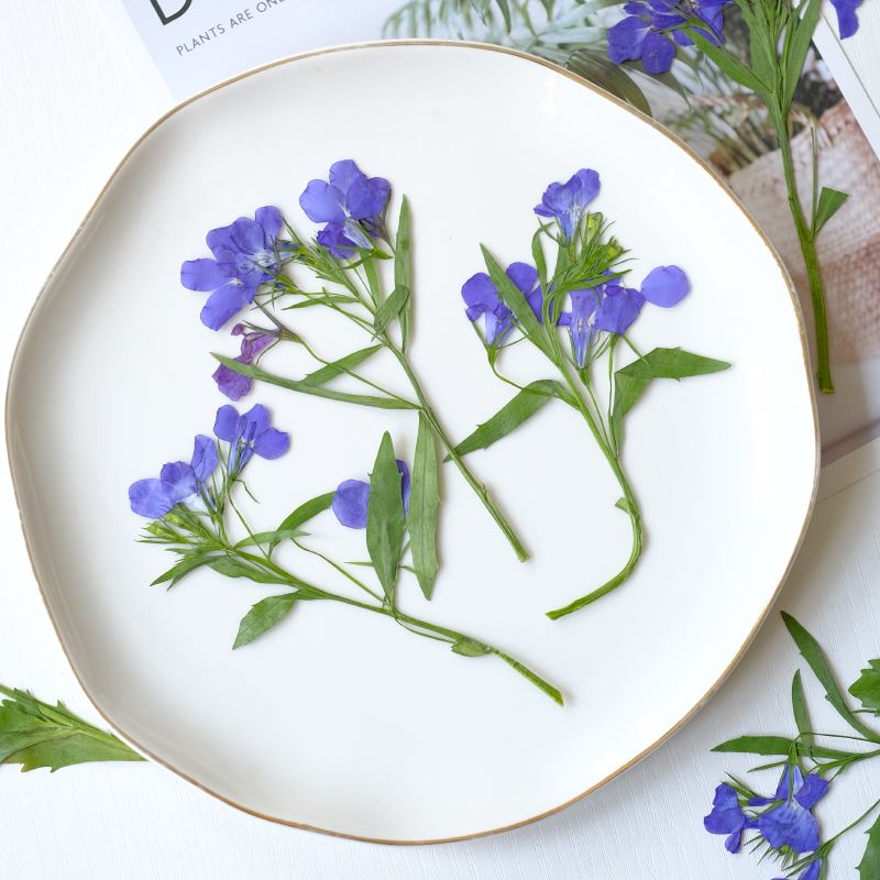 6 Buah/8-13Cm, Bunga Lobelia E - Dried Flower Bookmark ulasan dan harga