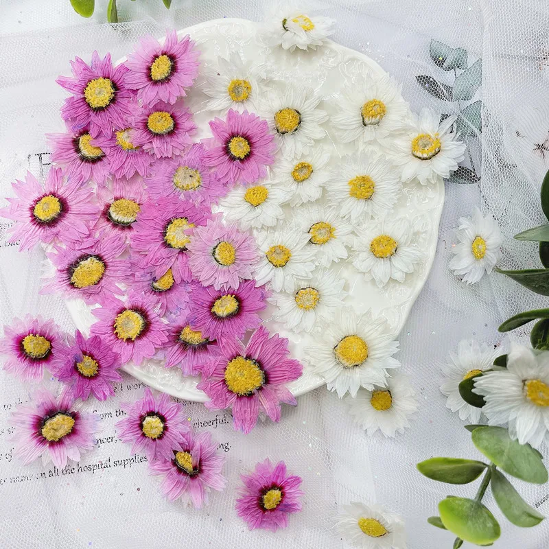 24 Buah/2-4CM, Kelopak Bunga T - Dried Flower Bookmark ulasan dan harga