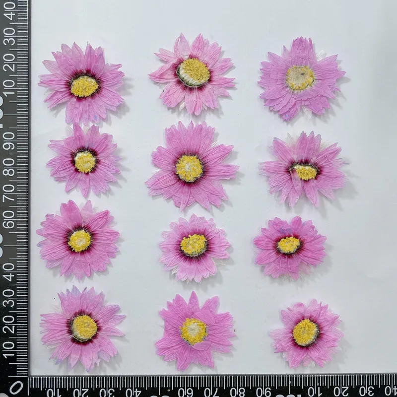 24 Buah/2-4CM, Kelopak Bunga T - Dried Flower Bookmark ulasan dan harga