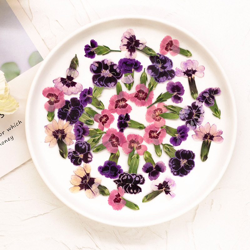 24pcs, Bunga Dianthus Kering A - Dried Flower Bookmark ulasan dan harga