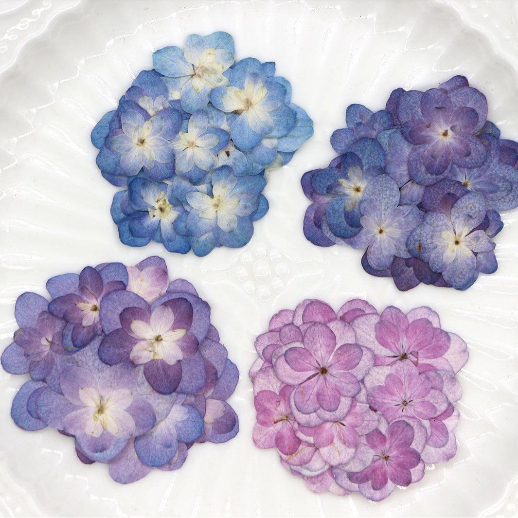 60 Buah Bunga Kering Hydrangea - Dried Flower Bookmark ulasan dan harga
