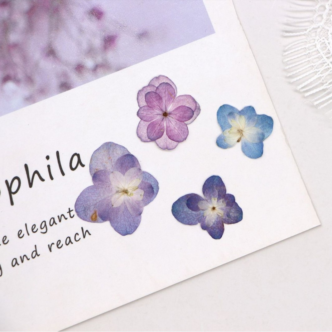 60 Buah Bunga Kering Hydrangea - Dried Flower Bookmark ulasan dan harga