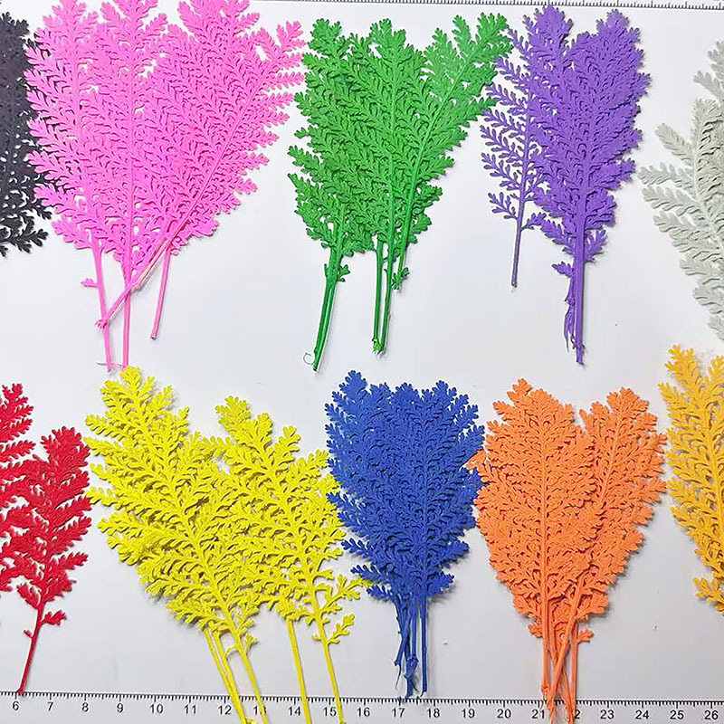 100 Buah Daun Bulu Perak Alami - Dried Flower Bookmark ulasan dan harga