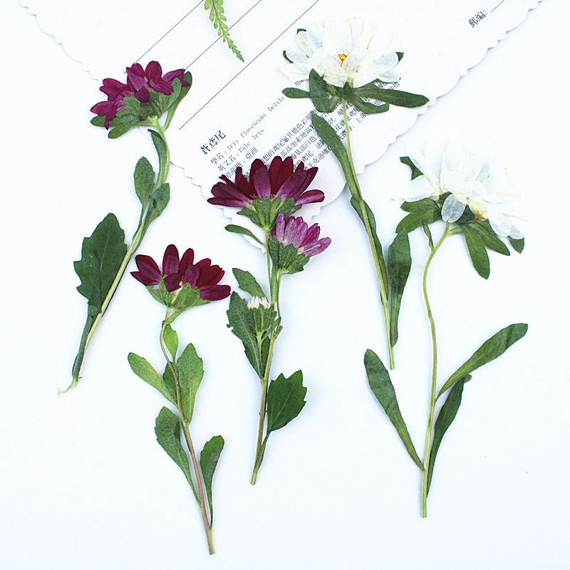 24 Buah, Bunga Krisan Mini Ker - Dried Flower Bookmark ulasan dan harga