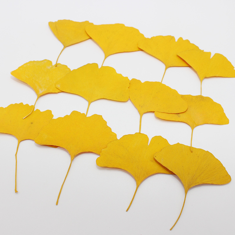 60 Buah Herbarium Tanaman Daun - Dried Flower Bookmark ulasan dan harga